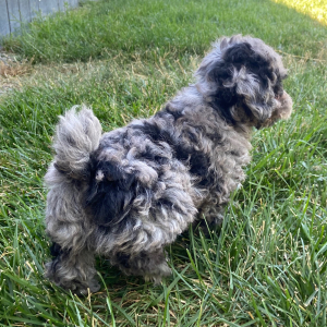 Poodle Puppy Lisa