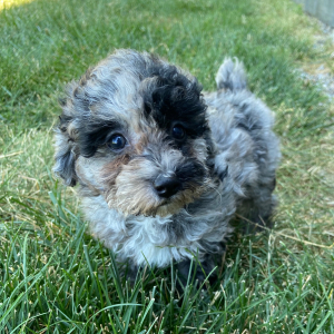 Poodle Puppy Lisa