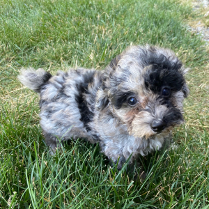 Poodle Puppy Lisa