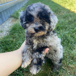 Poodle Puppy Lisa