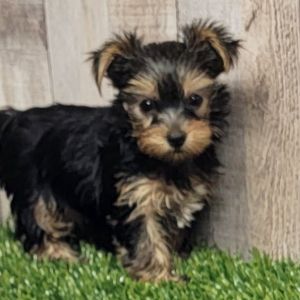 Yorkshire Terrier Puppy Divia