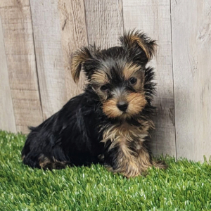 Yorkshire Terrier Puppy Divia