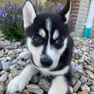 Siberian Husky Puppy Brady