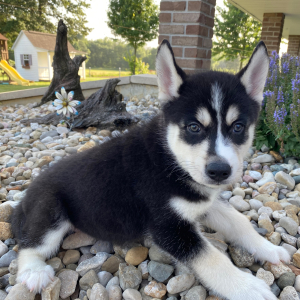 Siberian Husky Puppy Brady