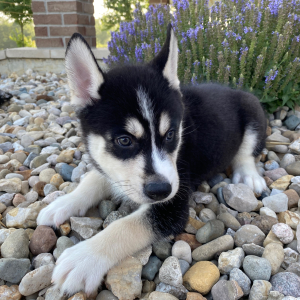 Siberian Husky Puppy Brady