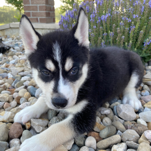 Siberian Husky Puppy Brady