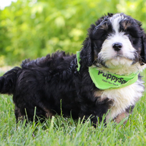 Bernedoodle Puppy Easton