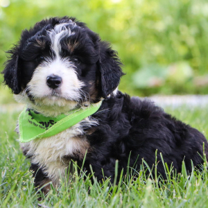 Bernedoodle Puppy Easton