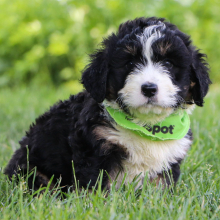 Bernedoodle Puppy Easton