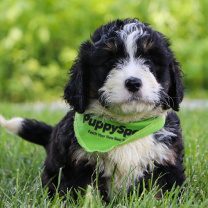 Bernedoodle Puppy Easton