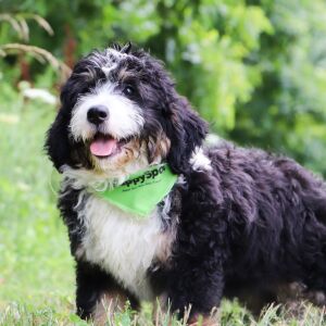 Bernedoodle Puppy Easton