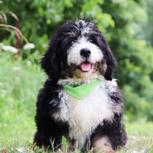 Bernedoodle Puppy Easton