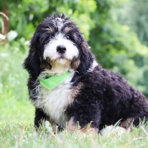 Bernedoodle Puppy Easton