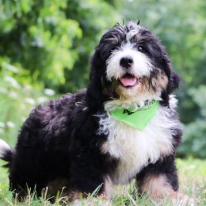 Bernedoodle Puppy Easton