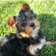 Yorkshire Terrier Puppy Casper
