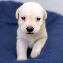 Labrador Retriever Puppy Lue