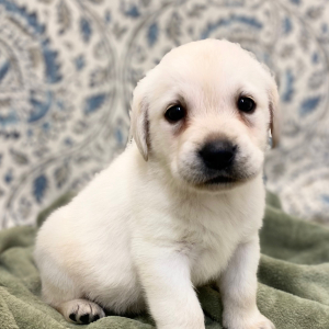 Labrador Retriever Puppy Lue