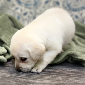 Labrador Retriever Puppy Lue