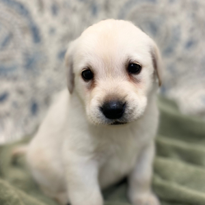 Labrador Retriever Puppy Lue