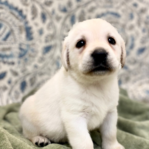 Labrador Retriever Puppy Lue