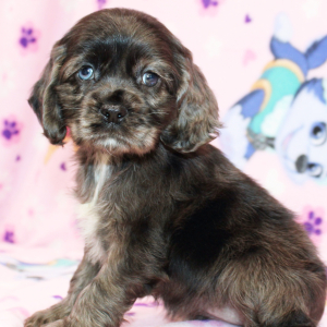 Cocker Spaniel Puppy Serena