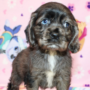 Cocker Spaniel Puppy Serena