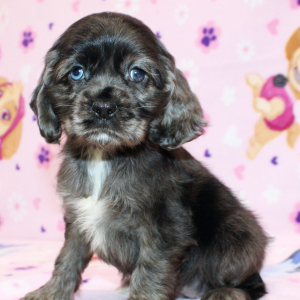 Cocker Spaniel Puppy Serena