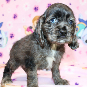 Cocker Spaniel Puppy Serena