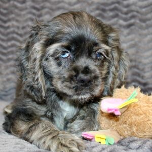 Cocker Spaniel Puppy Serena