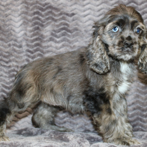 Cocker Spaniel Puppy Serena