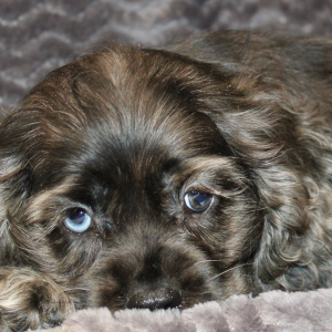 Cocker Spaniel Puppy Serena