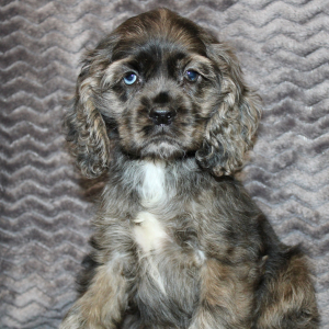 Cocker Spaniel Puppy Serena