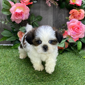 Shih Tzu Puppy Judy