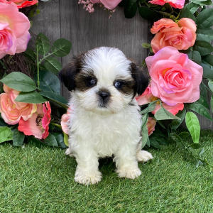 Shih Tzu Puppy Judy