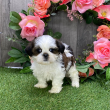 Shih Tzu Puppy Judy