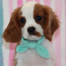 Cavalier King Charles Spaniel Puppy Jett