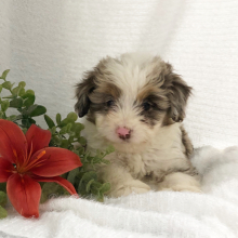 Aussiedoodle Puppy Tanner