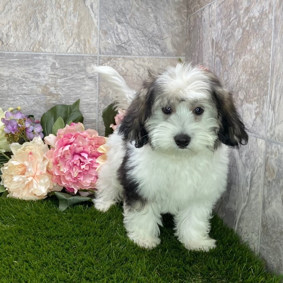 Felix, a TriColored Male Coton de Tulear Puppy 708215 PuppySpot