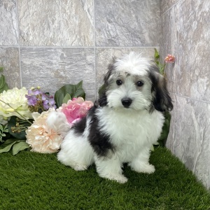 Coton de Tulear Puppy Felix