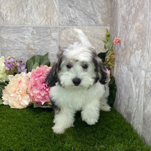 Coton de Tulear Puppy Felix