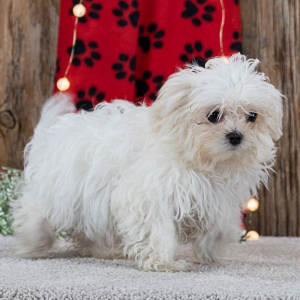 Maltese Puppy Sunshine