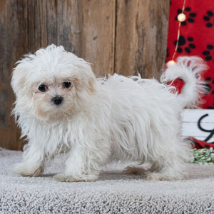 Maltese Puppy Sunshine