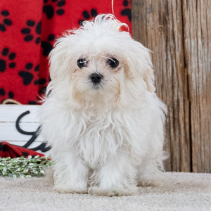 Maltese Puppy Sunshine