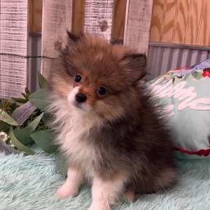 Pomeranian Puppy Zain