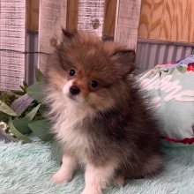 Pomeranian Puppy Zain