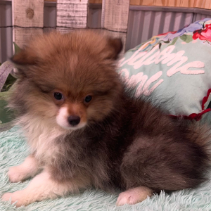 Pomeranian Puppy Zain