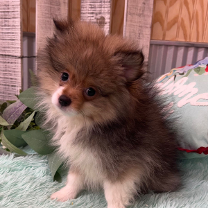Pomeranian Puppy Zain