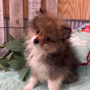 Pomeranian Puppy Zain