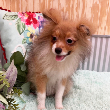 Pomeranian Puppy Zain