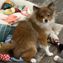 Pomeranian Puppy Zain